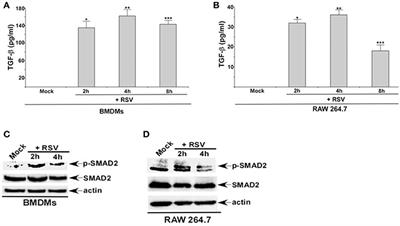 Autophagy, TGF-β, and SMAD-2/3 Signaling Regulates Interferon-β Response in Respiratory Syncytial Virus Infected Macrophages